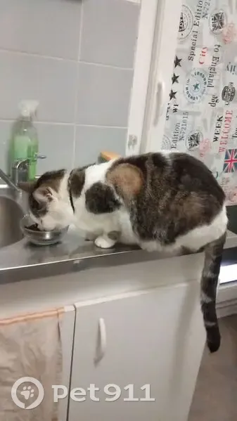 Chatte perdue à Bègles : Didi, douce et sociable - photo
