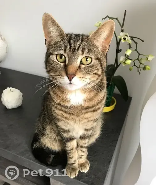 Chatte tigrée perdue, yeux verts, Vincennes - photo