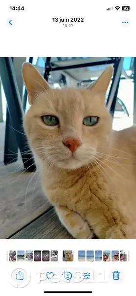 Chat perdu : Bobi, 15 ans, roux, Chazelles-sur-Lyon - photo