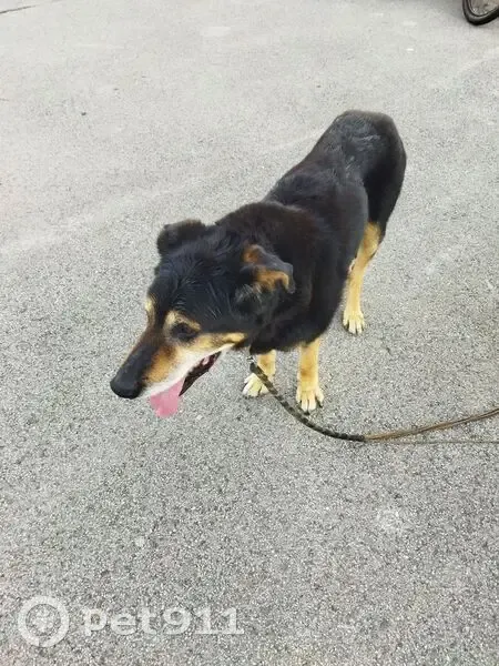 Chien noir maigre trouvé Rue des Écoles - photo