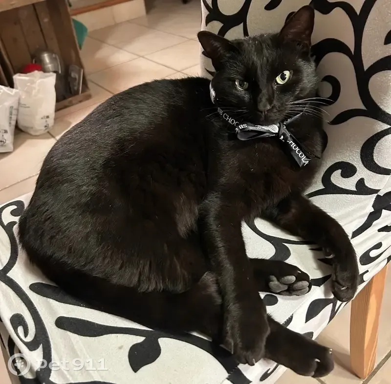 Chat noir perdu, yeux jaunes, Frontignan - photo