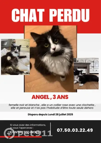 Chatte Angel perdue, peureuse, collier rose - photo