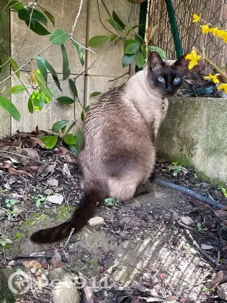 Chat siamois perdu, 8kg, médaille, Gardanne - photo