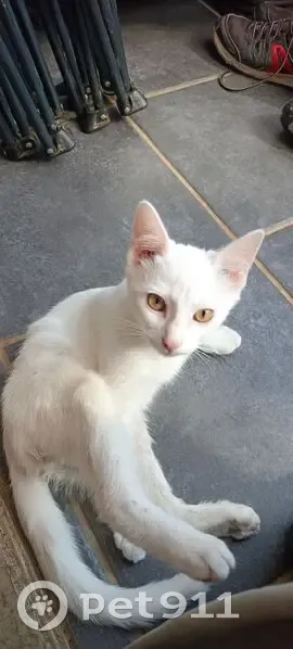 Chat blanc câlin trouvé boitant à Aurillac - photo