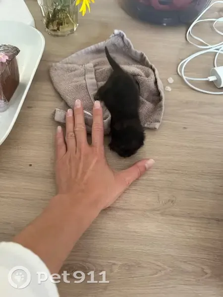 Chaton noir trouvé cherche foyer urgent - photo