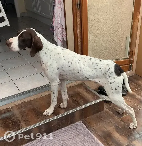 Pointer trouvé maigre et sociable à Portbail - photo