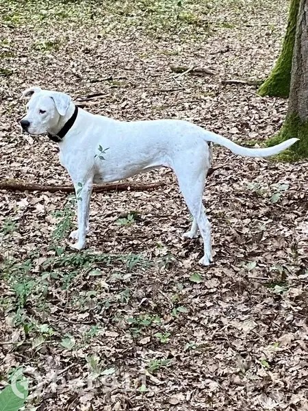 Chien blanc poils courts trouvé au Coudray - photo