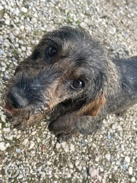 Chienne trouvée Rue des Aubépines - photo