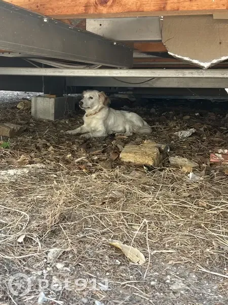 Chien blanc tacheté retrouvé à La Ciotat - photo