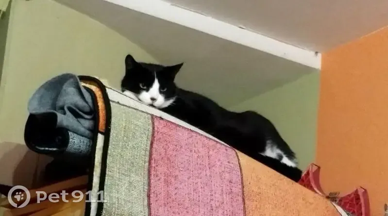Chat perdue à Reims, noire et blanche - photo