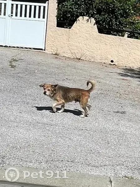 Chien errant à Cabestany, rue dangereuse - photo