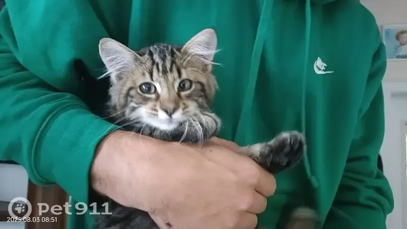Chaton tigré trouvé, très sociable, Blodelsheim - photo