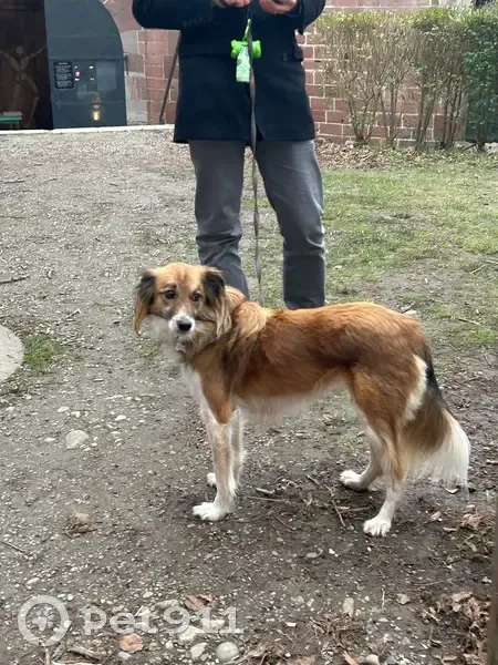Chien perdue à Loguivy de la Mer - photo