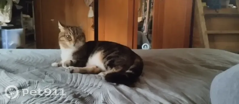 Chatte perdue à Rustrel, 10 ans, tatouée - photo
