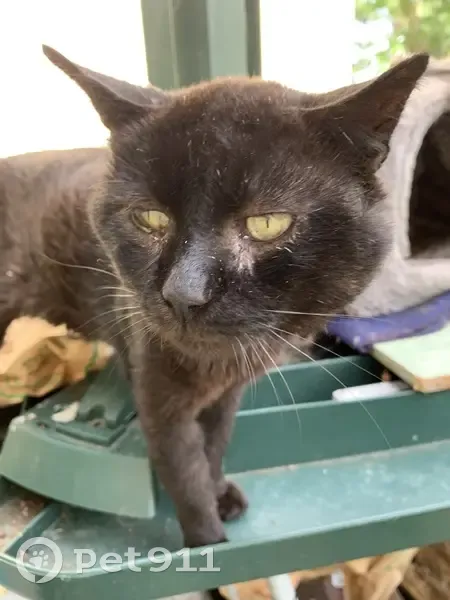 Chat trouvé en mauvais état à Herblay - photo