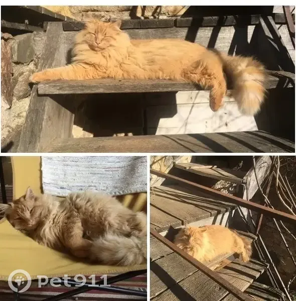Chat roux/crème perdu à Montrottier - photo