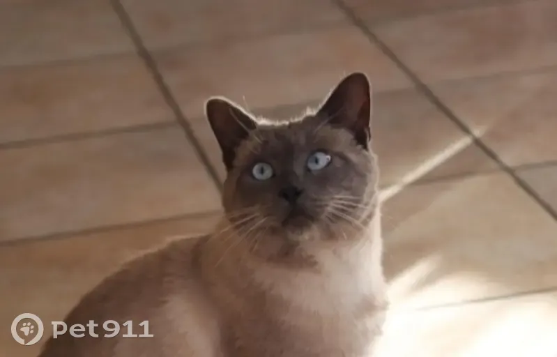 Chat perdue, yeux bleus, Chemin du Grenadier - photo