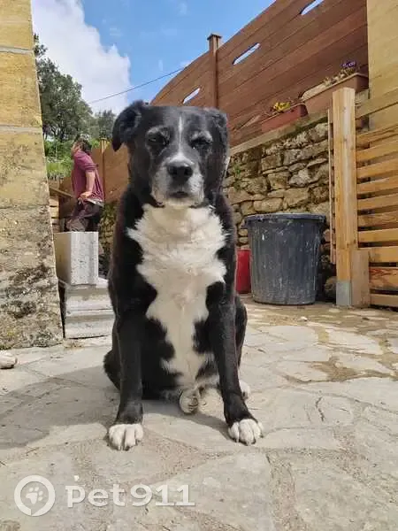 Chien perdu, noire et blanche, Calviac - photo
