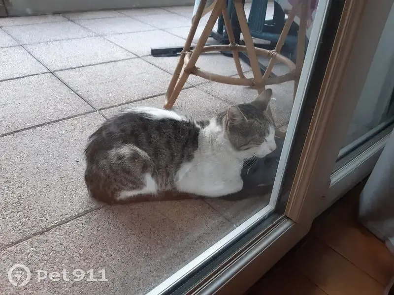 Chat blanc et gris cherche foyer urgent - photo