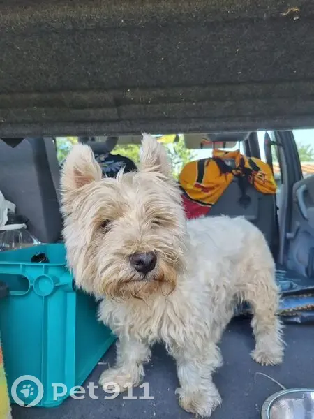 Chien mâle trouvé près du château de Monteneuf - photo