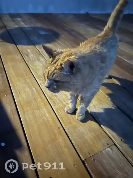 Chat trouvé à Saint-Quentin-la-Poterie - photo