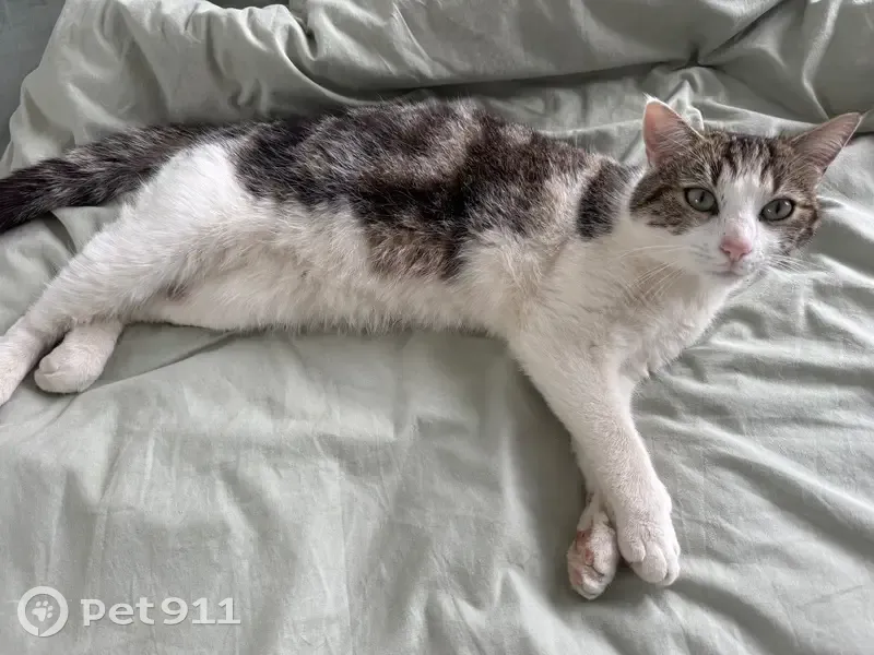 Chat perdue, tache noire sous coussinet - photo