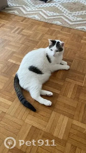 Chat perdu : blanc tigré, craintif, Issy - photo