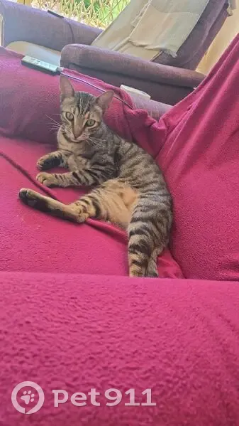 Chat mâle tigré sociable trouvé à Nice - photo