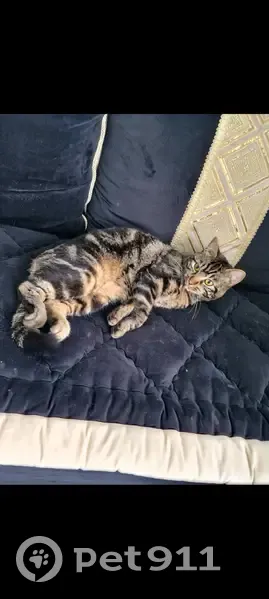 Chat perdu à Grazac : tigré noir et beige - photo