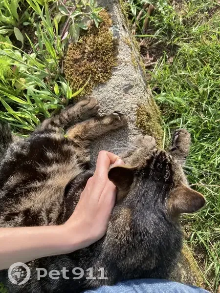 Chat tigré perdu à Bazouges-la-Pérouse - photo