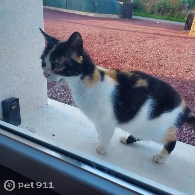 Chat tricolore trouvé à Trégomeur - photo