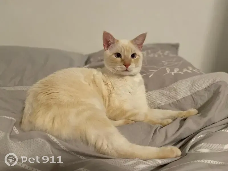 Chat perdu : Zéphyr, blanc beige, Nice - photo