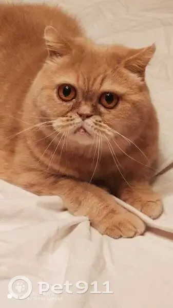 Chat perdu : Darius, persan roux-beige - photo