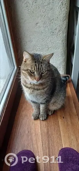 Chat perdu : Marron tigré, yeux verts - photo