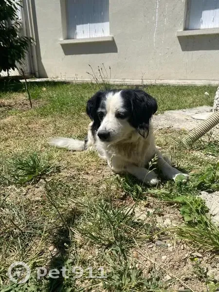 Chien perdu à Bon-Encontre, Nouvelle-Aquitaine - photo