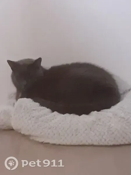 Peluche, chatte grise perdue à Nice - photo