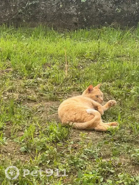Chat perdue Rousse, taches blanches, Jœuf - photo