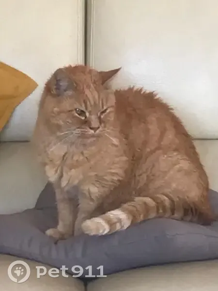 Chat roux perdu, sociable, St-Quentin - photo