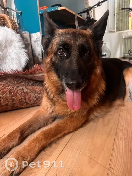Chien Berger Allemand trouvé à l'Estaque - photo