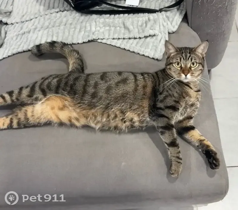 Chat tigré gris perdu à Toulon - photo