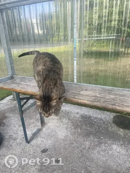 Chat mâle tigré trouvé à Fretin - photo
