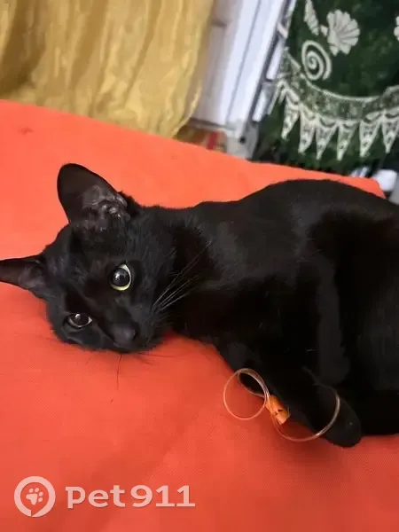 Chat noir perdu, yeux jaunes, Paris 6 - photo