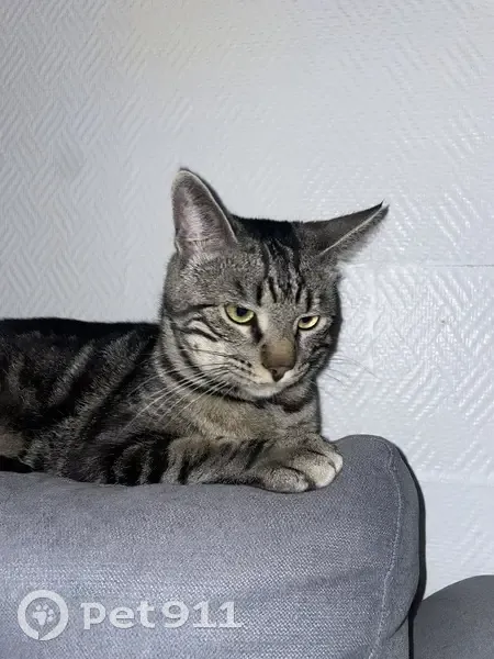 Chat tigré gris/noir perdu à Dijon - photo