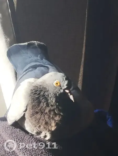 Oiseau perdu à Nogaro, Rue des Fossés - photo