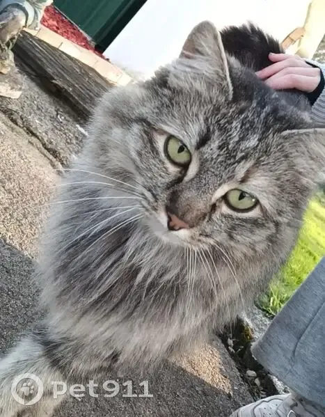 Chatte tigrée grise perdue à Ronchamp - photo