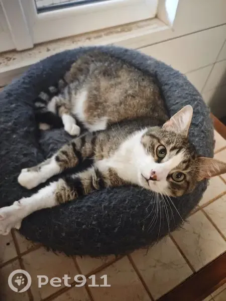 Chat perdu : mâle castré, puce, Ouerre - photo
