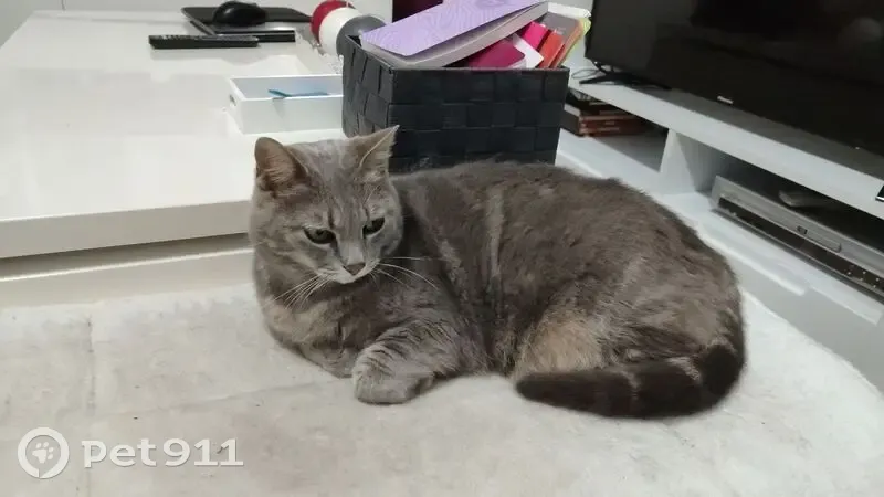 Chat mâle gris tigré perdu à Colomiers - photo
