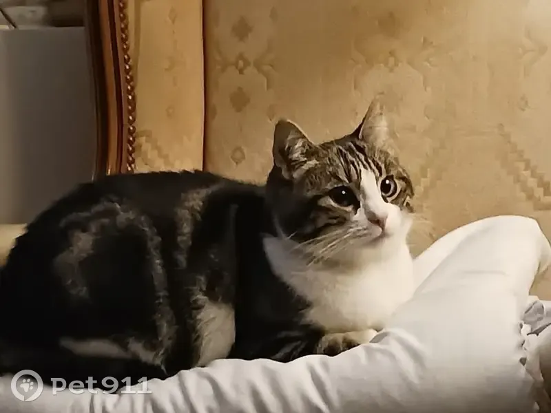 Chatte grise et blanche perdue à Créteil - photo