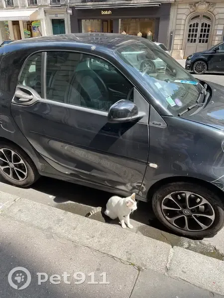 Chat trouvé rue de Courcelles, Paris - photo