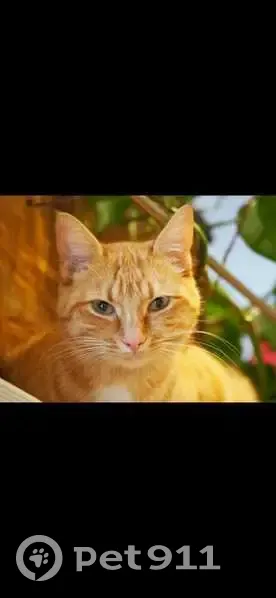 Chatte tigrée rousse perdue, Rue Robert - photo